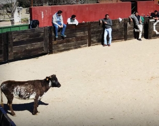 La vaquilla acechando